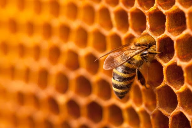 winter bee cozy bee hive insulation wraps